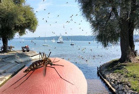 Mückenplage am Gardasee: Unbekannte Insekten sorgen für